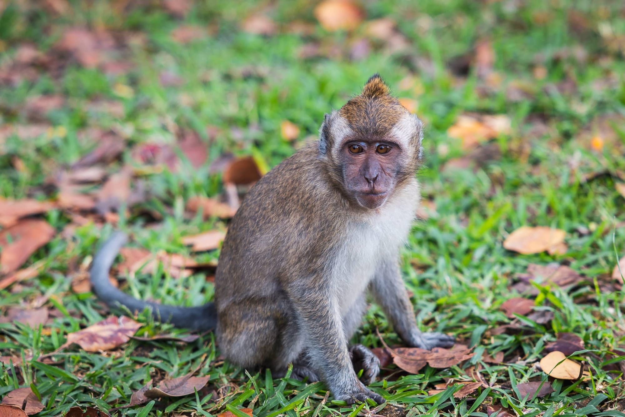 Der Captain auf Mauritius